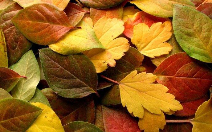 Autumn leaves in a wonderful carpet - HD wallpaper