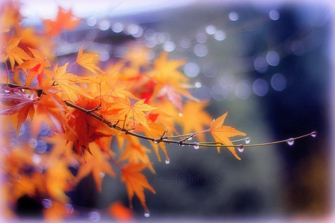 Autumn branch of tree in a cold morning - HD wallpaper