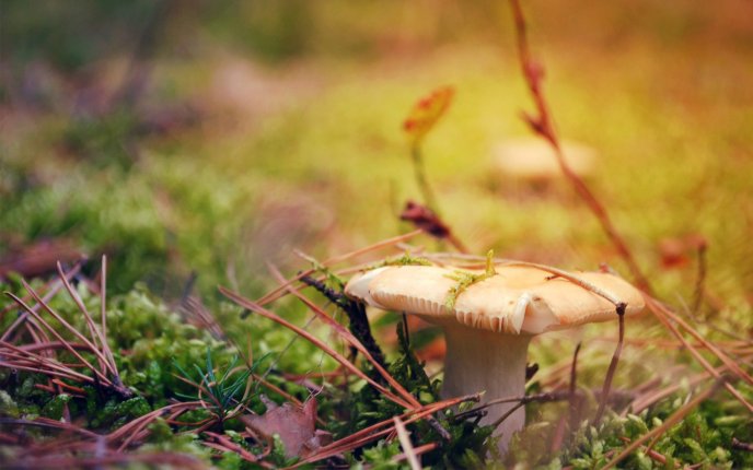 Beautiful mushroom in the nature - Autumn vegetable