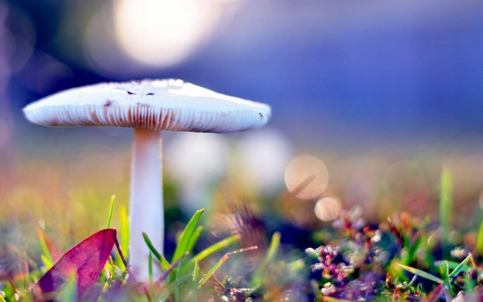White mushroom - wonderful background