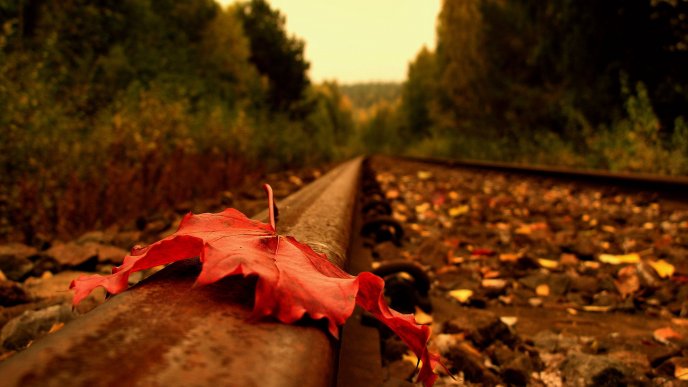 Red Autumn leaf on the railroad - HD wallpaper
