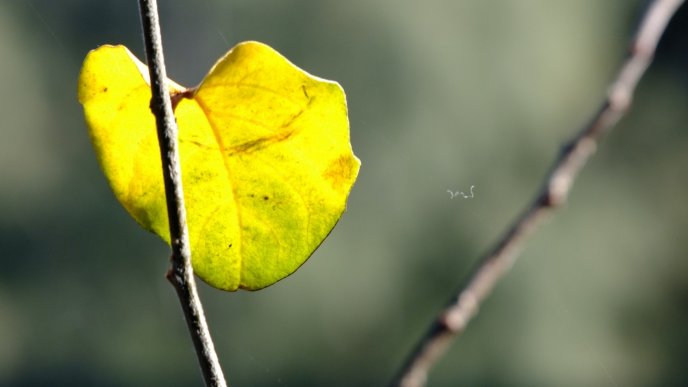 Yellow Autumn leaf on a branch of tree - Macro HD wallpaper