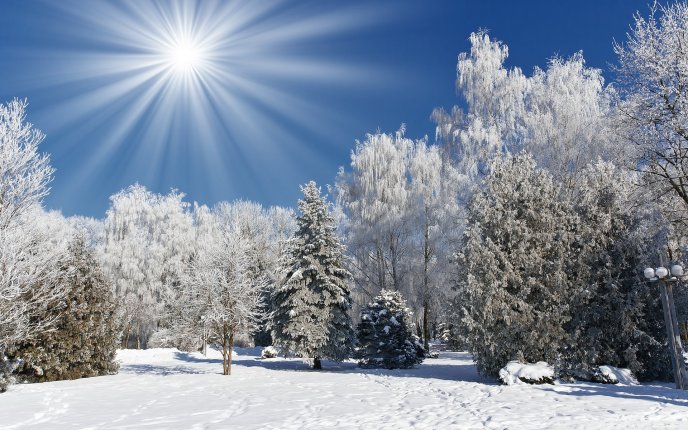 Wonderful sunny winter morning - white season