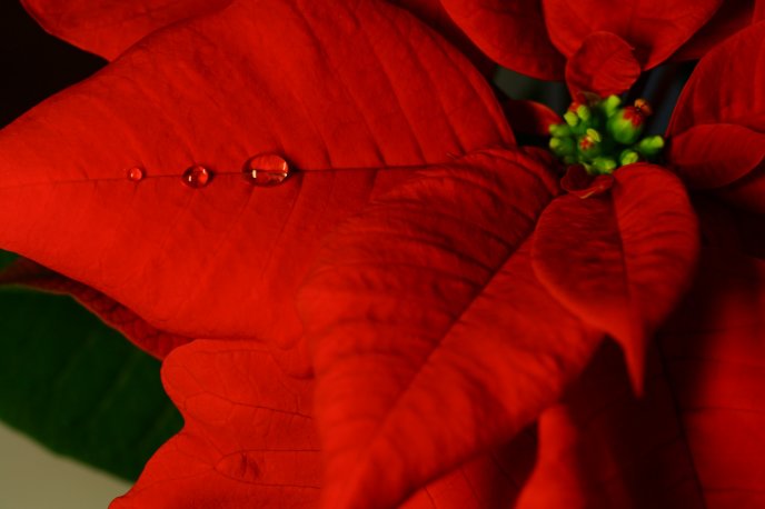 Wonderful red flower and macro water drops - HD wallpaper