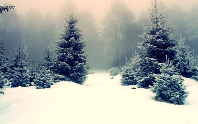 Foam in the forest - White Winter season