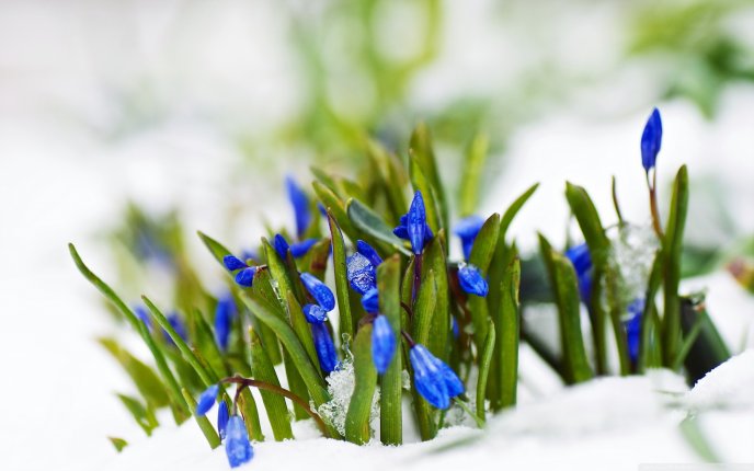 Spring blue flowers in the white snow - Wonderful nature