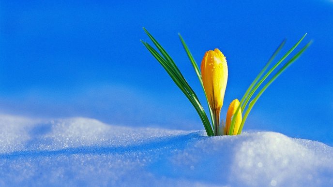 Wonderful yellow flower grows from the snow - HD wallpaper