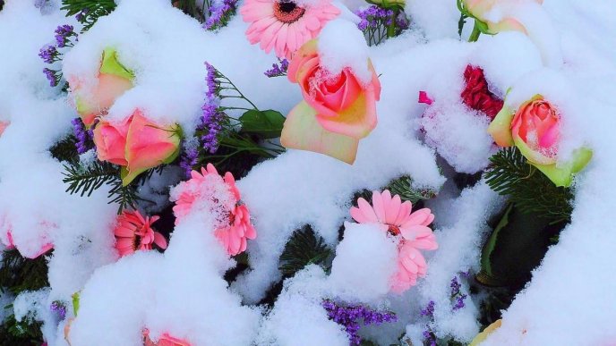 Pink flowers full with snow - Wonderful spring garden