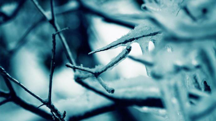 Professional winter photo - Macro frozen branches