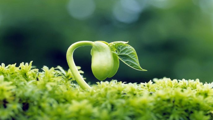 Macro wonderful germinated pea - HD green wallpaper