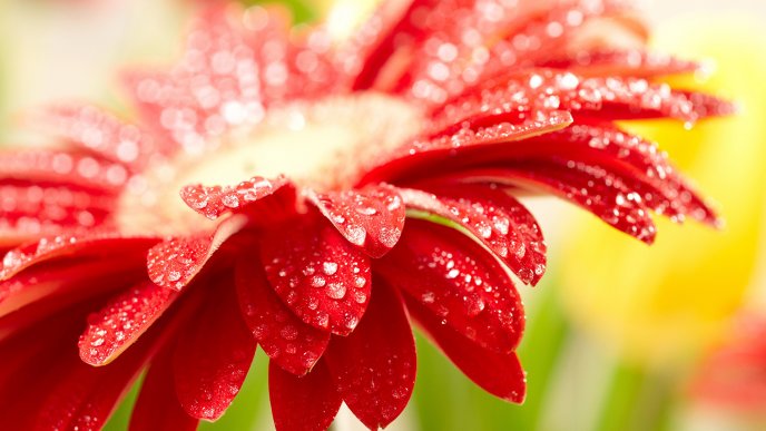 Macro water drops on a wonderful red flower