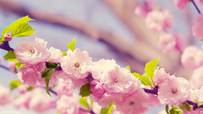 Cherry blossom tree - Macro spring flowers