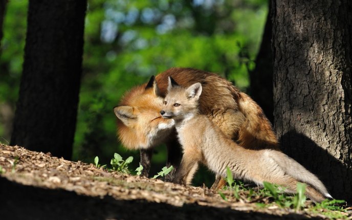 Fox mother and son - Sweet love between animals