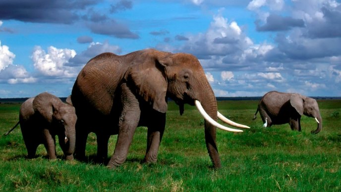 Big elephants in the jungle - HD wild animals wallpaper