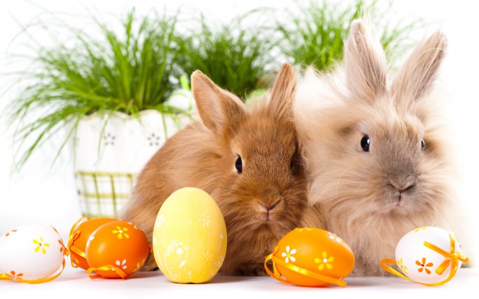 9378_Orange-Easter-eggs-and-two-fluffy-r