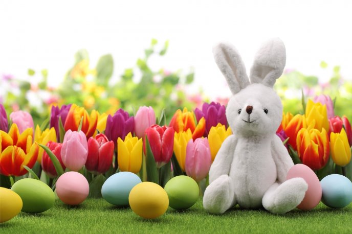 Fluffy rabbit in the garden full with colored tulips