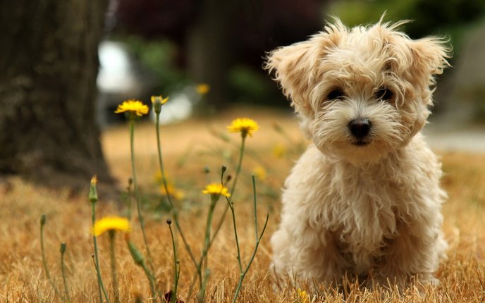 Yellow dandelion and browny little dog - HD animal wallpaper