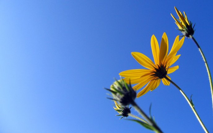 Yellow flowers and a beautiful blue sky - HD wallpaper