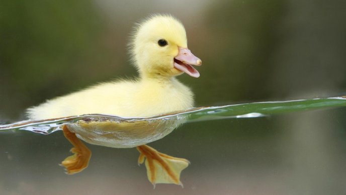 Baby duck swim in the lake - HD sweet little animal