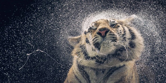 Slow motion wallpaper - Big tiger macro wallpaper
