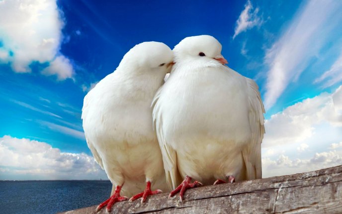 Two lovely doves near the sea - HD wallpaper