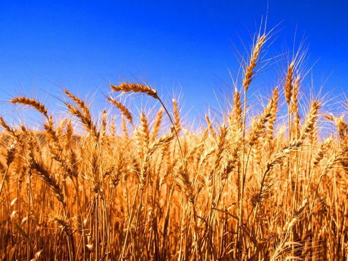 Wonderful golden wheat - Summer food HD wallpaper