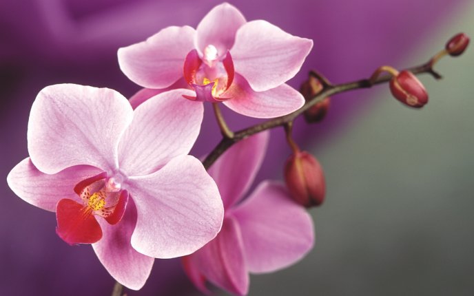 Macro wallpaper - Beautiful pink Orchid flower