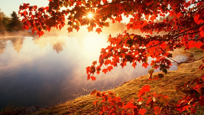 Good morning Autumn sun - Forest landscape