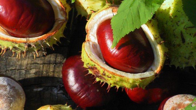 Chestnuts in their houses - Autumn fruits