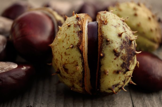 Macro Chestnut wallpaper - The Autumn delicious fruit