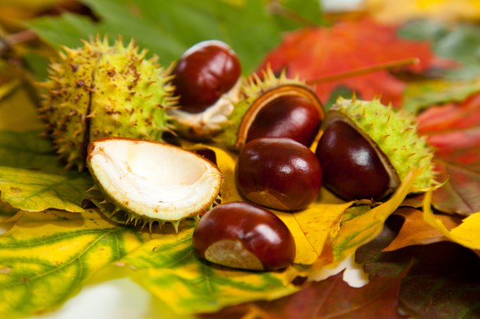 Chestnuts on the Autumn leaves in the forest