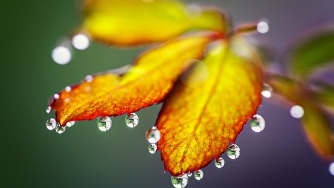 Macro wallpaper - Big water drops on a leaf - Autumn season