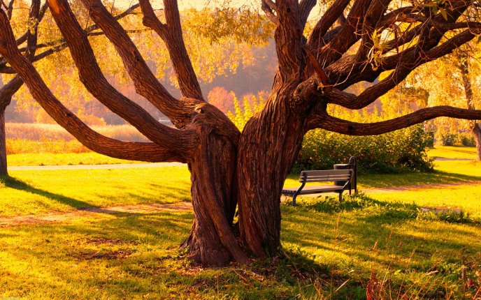 Amazing twin tree in the park - Beautiful Autumn season