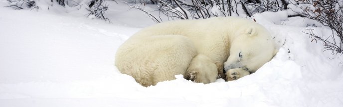 Sleepy Polar bear in the white snow - HD wallpaper