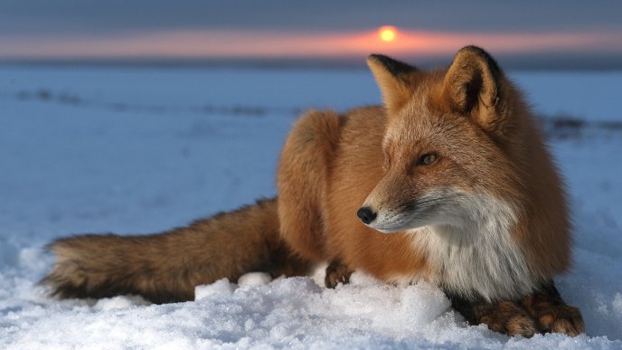 Red fox sit on the snow - Professional photo