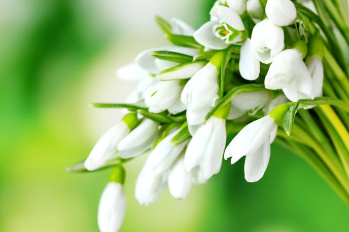 Spring season flowers - Bouquet of snowdrops