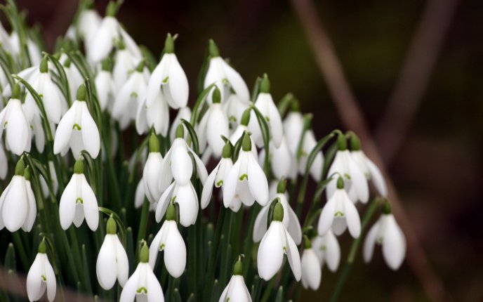 Amazing Spring flowers - White snowdrops in a bouquet