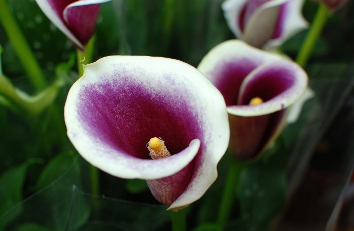 Purple and white pot flower - Beautiful spring season