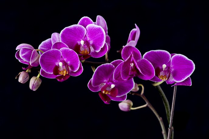 Beautiful contrast purple orchid and black background