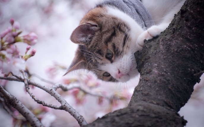 Sweet cat in a blossom tree - HD wallpaper