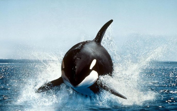 Whale jump in the ocean water - HD see animal wallpaper