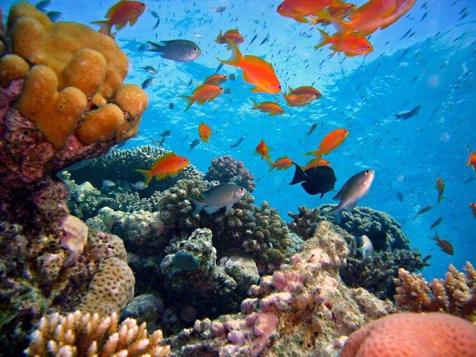 Colorful sea animals in the water habitat - Fish and coral