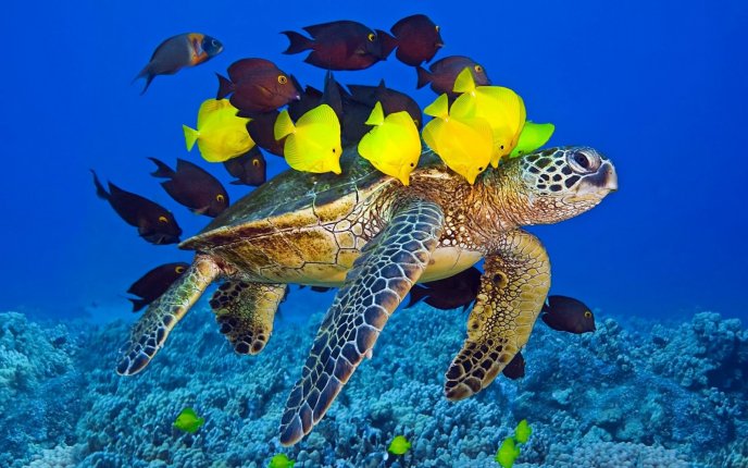 Big bus turtle for beautiful color fishes - Life under water