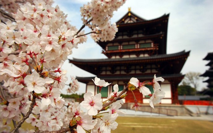 Asian Cherry in blossom and building in back - HD wallpaper