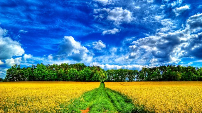 Yellow field and a wonderful blue sky - HD wallpaper