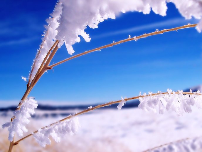 Good morning winter season - Frozen branches