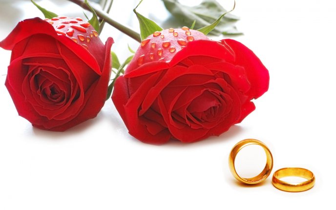 Two rings and red rose flowers - Happy Valentine's Day