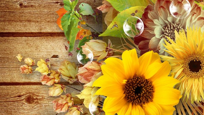 Sunflowers bouquet on the wooden table - Autumn season