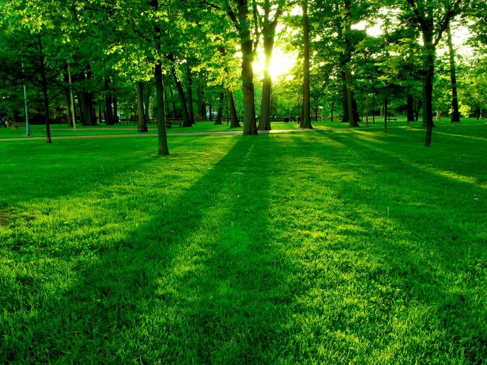 Green field in the park - Wonderful morning time