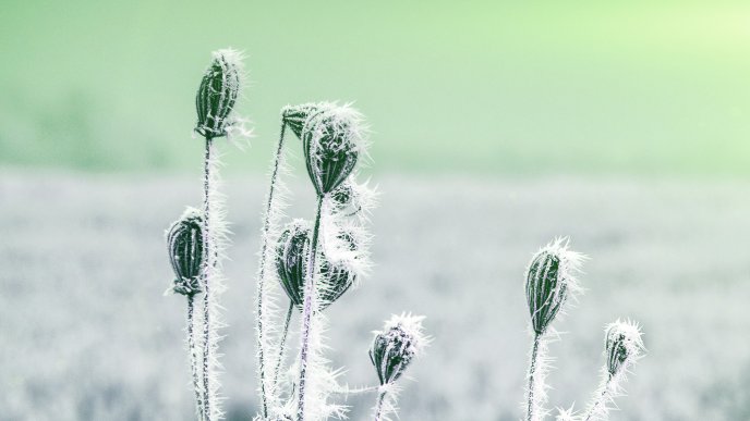 Frozen plant on the field - HD Winter cold season